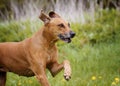 Beautiful funny rhodesian ridgeback dog puppy running in flower field meadow Royalty Free Stock Photo