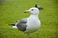 Beautiful and funny seagull on green grass. seagulls on green grass. Seagull in the UK on grass to entice worms to the surface for Royalty Free Stock Photo