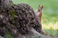 A beautiful funny squirrel in the park