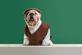 Beautiful, funny, stylish purebred dog, english bulldog wearing classical vest, shirt and cap against green studio