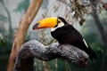 Krásny smiešny tropický tukan vták obrovský zobák čierny perie sedí na vetva 