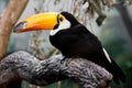 Krásny smiešny tropický tukan vták obrovský zobák čierny perie sedí na vetva 