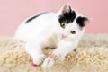 Beautiful and funny white with black spots cat, lying on a cozy wool rug and playing with a mouse toy Royalty Free Stock Photo