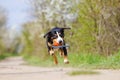 Beautiful funny young dog or puppy Entlebucher Mountain Dog running in spring nature
