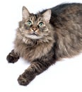 Beautiful furry adult cat