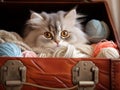 beautiful furry cat is comfortable in the suitcase among balls of wool threads