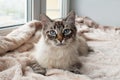 Beautiful furry cat of seal lynx point color with blue eyes is lying on a pink blanket.