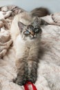 Beautiful furry cat of seal lynx point color with blue eyes is playing on a pink blanket.