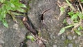 Beautiful Furry Caterpillar with its Stunning Grayish-Black Fur in a Garden in Pekayon, Indonesia