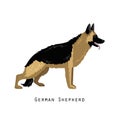 Furry human friend, home animal and decorative dog: german shepherd.