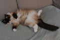 A beautiful furry ragdoll cat stretching out and relaxing on a coach