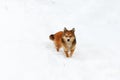 Beautiful, furry, red-haired dog who standing in the snow and looks closely