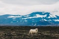beautiful furry sheep standing on rocky pasture and beautiful snow-covered