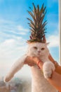 Beautiful furry white cat with pineapple on the head