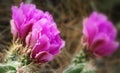 Beautiful Fuscia Hedgehog Cactus Blooms Royalty Free Stock Photo