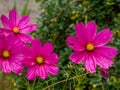 Beautiful Fushia flowers in a garden Royalty Free Stock Photo