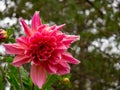Beautiful Fushia flowers in a garden Royalty Free Stock Photo