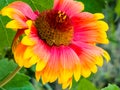 Beautiful of Gaillardia aristata flower with selective focus on green blurred background. Summer flower. Head of gorgeous blooming Royalty Free Stock Photo