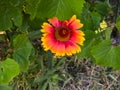 Beautiful of Gaillardia aristata flower with selective focus on green blurred background. Summer flower. Head of gorgeous blooming Royalty Free Stock Photo