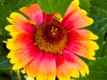 Beautiful of Gaillardia aristata flower with selective focus on green blurred background. Summer flower. Head of gorgeous blooming Royalty Free Stock Photo