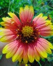 Gorgeous Colorful Rainbow Wildflower Blooming In Louisiana