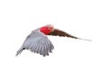 Beautiful of Galah Cockatoo flying isolated on white background.