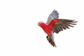 Beautiful of Galah Cockatoo flying isolated on white background.