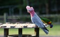 Beautiful Galah Cockatoo