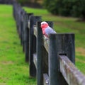 Beautiful Galah Cockatoo