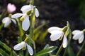 Beautiful White flowers in all its glory on a bright sunny dayBeautiful Galanthus bloom on a spring day Royalty Free Stock Photo