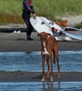 A beautiful Galgo espaÃÂ±ol gazehounds