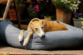 A beautiful galgo is lying in the bed on the terrace in the sunshine