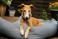 A beautiful galgo is lying in the bed on the terrace in the sunshine