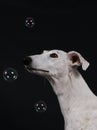 Galgo portrait in the studio