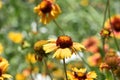 Gallardia Flowers in a Lush Vibrant Garden