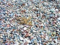 Beautiful galna on the beach in the Mediterranean. Texture. Many multi-colored stones Royalty Free Stock Photo