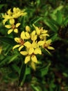 Beautiful galphimia gracilis flower image india Royalty Free Stock Photo