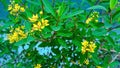 Beautiful Galphimia Thryallis Flower with Yellow Petals Royalty Free Stock Photo