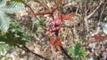 Beautiful Gambel oak bud