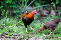 Beautiful gamecocks and family walking and find food in nature