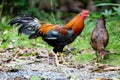 Beautiful gamecocks and family walking and find food in nature