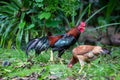 Beautiful gamecocks and family walking and find food in nature