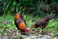 Beautiful gamecocks and family walking and find food in nature