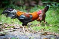 Beautiful gamecocks and family walking and find food in nature