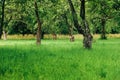 beautiful garden with apple trees and green grass in summer field Royalty Free Stock Photo