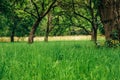 beautiful garden with apple trees and green grass in summer field Royalty Free Stock Photo