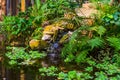 Beautiful garden architecture, water pond with a waterfall and tropical plants, nature background of a exotic garden Royalty Free Stock Photo