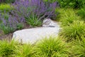 Beautiful garden background with yellow green grasses and purple flowers blooming on catmint surrounding a large rock Royalty Free Stock Photo