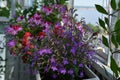 Beautiful garden on the balcony with blooming plants in container. Lobelia with purple flowers on the foreground Royalty Free Stock Photo