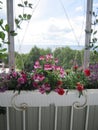 Beautiful garden on the balcony with blooming plants in container. Pink and red flowers - carnation and geranium Royalty Free Stock Photo